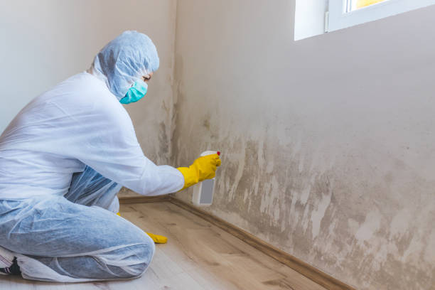 Licensed Black Mold Removal service in Flanders, NY - WQB Mold Removal