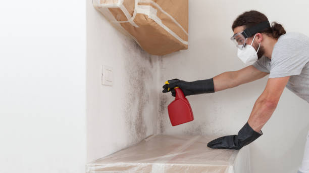 Professional Black Mold Removal technician working in Flanders, NY