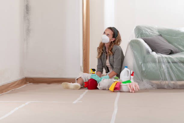 Reliable Black Mold Removal contractor in Flanders, NY by WQB Mold Removal