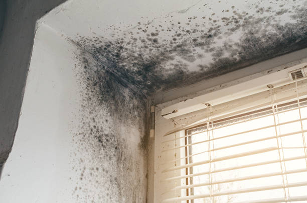 Affordable Black Mold Removal solutions in Flanders, NY